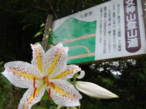 女神山登山道入口に咲く見事なヤマユリの花 2010/7/20