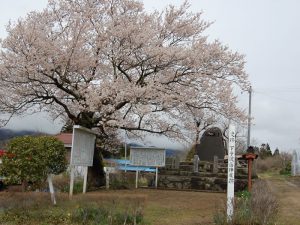 下手渡藩の陣屋跡に咲く桜。石碑の建てられたころに植えられたのでしょうか。2010/4/13