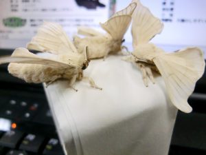 工作に使う用の繭からうっかり羽化してしまった蚕蛾３匹。　2011/10/24