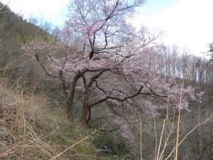 春、林道七ツ森線には桜や梅、コブシ、木蓮などが咲き賑わいます。2010/4/18
