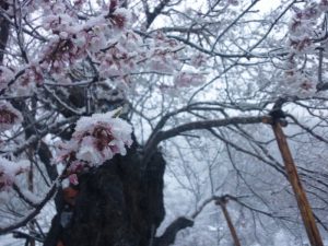 季節はずれの雪に耐える細布の緑の文化桜2011/4/19