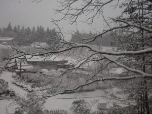 雪の季節。しんしんと雪に降られながら春を待ちます。2009/12/19